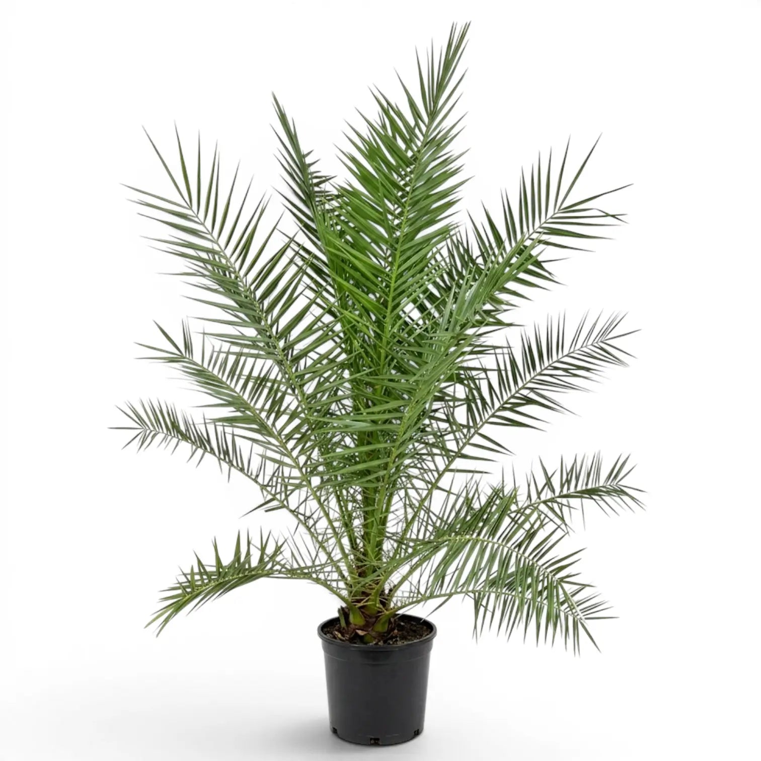 Phoenix canariensis, Kanarische Dattelpalme als sehr große Pflanze im Kulturtopf.