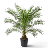 Phoenix canariensis, Kanarische Dattelpalme als sehr große Pflanze im Kulturtopf.