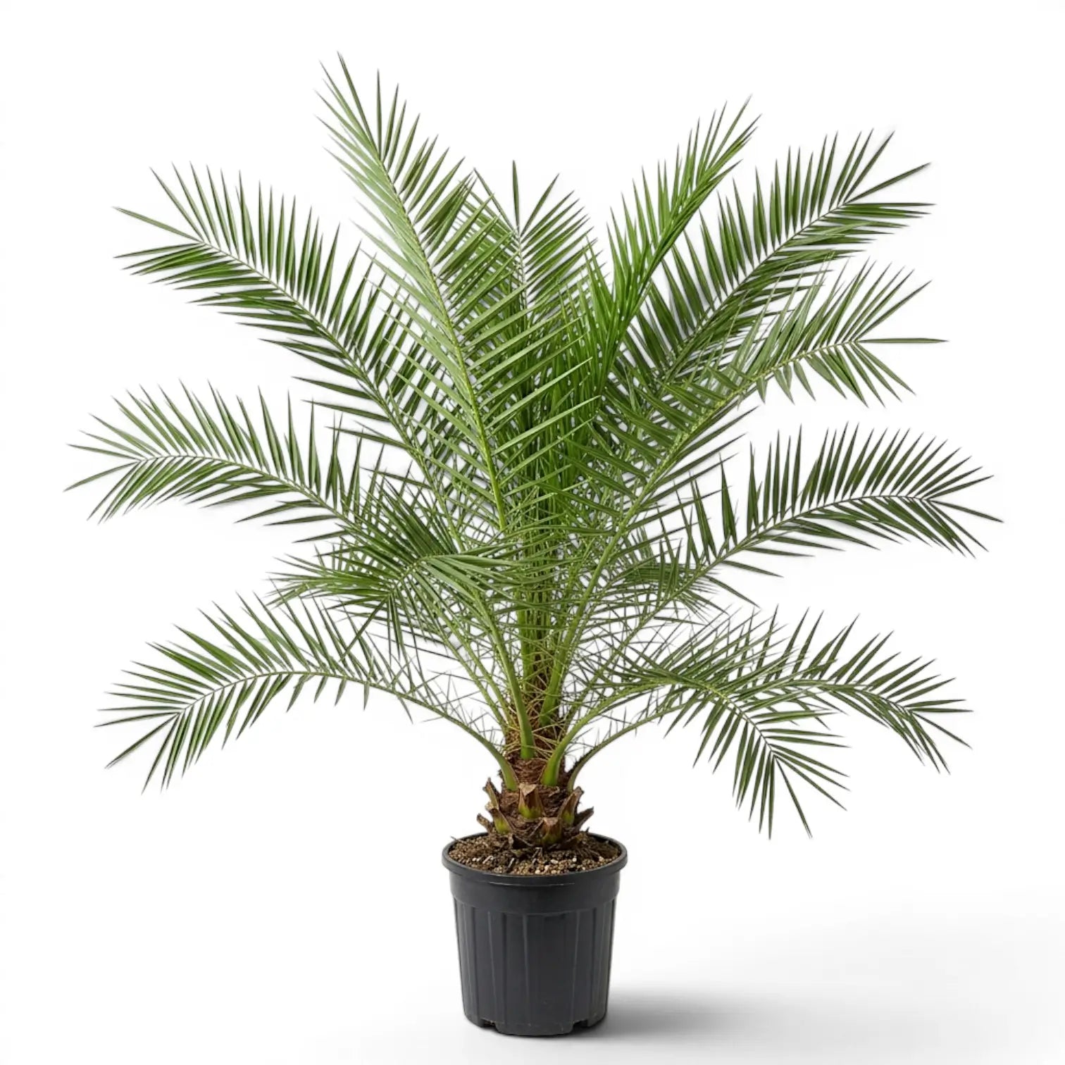 Phoenix canariensis, Kanarische Dattelpalme als sehr große Pflanze im Kulturtopf.