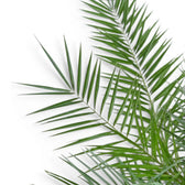 Phoenix canariensis, Kanarische Dattelpalme mit bogig überhängenden Wedeln in Nahaufnahme.