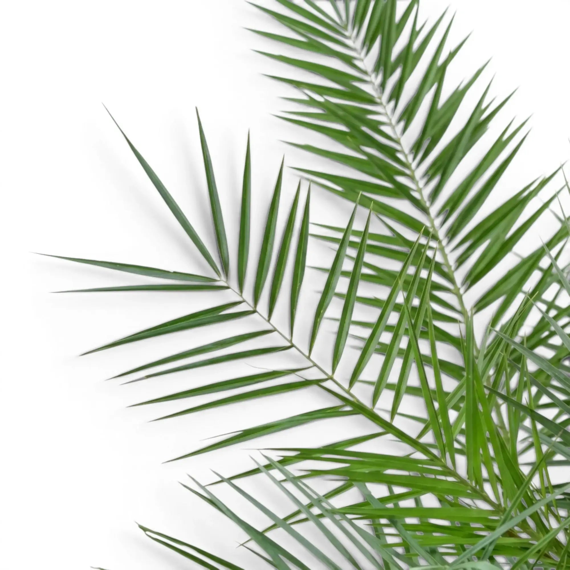 Phoenix canariensis, Kanarische Dattelpalme mit bogig überhängenden Wedeln in Nahaufnahme.