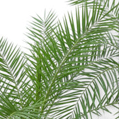 Phoenix canariensis, Kanarische Dattelpalme mit bogig überhängenden Wedeln in Nahaufnahme.