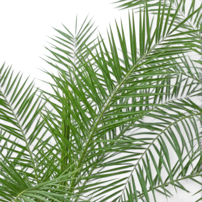 Phoenix canariensis, Kanarische Dattelpalme mit bogig überhängenden Wedeln in Nahaufnahme.