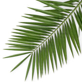 Phoenix canariensis, Kanarische Dattelpalme mit bogig überhängenden Wedeln in Nahaufnahme.