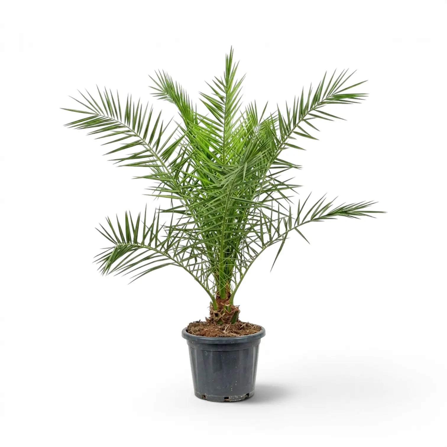 Phoenix canariensis, Kanarische Dattelpalme als große Pflanze im Kulturtopf.