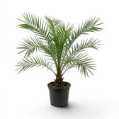 Phoenix canariensis, Kanarische Dattelpalme als große Pflanze im Kulturtopf.