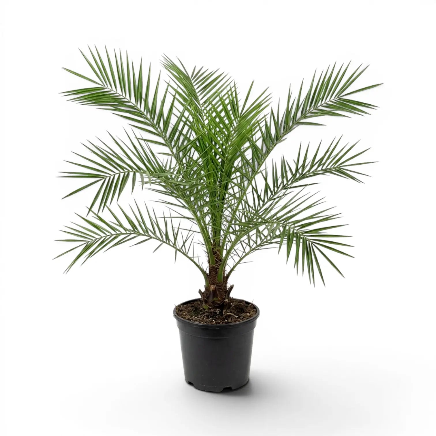 Phoenix canariensis, Kanarische Dattelpalme als große Pflanze im Kulturtopf.