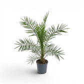 Phoenix canariensis, Kanarische Dattelpalme als mittelgroße Pflanze im Kulturtopf.