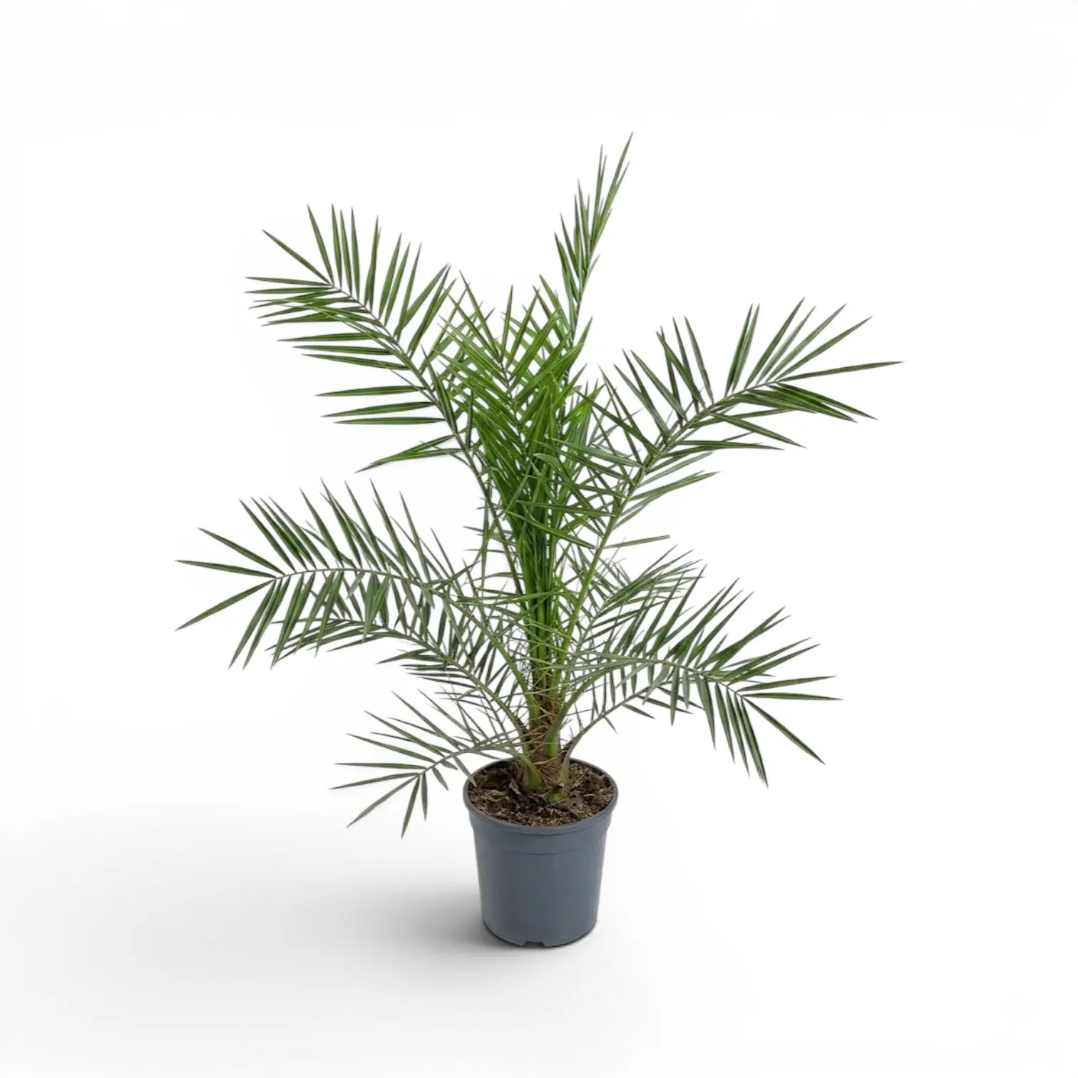 Phoenix canariensis, Kanarische Dattelpalme als mittelgroße Pflanze im Kulturtopf.