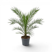 Phoenix canariensis, Kanarische Dattelpalme als mittelgroße Pflanze im Kulturtopf.