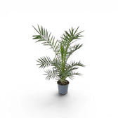Phoenix canariensis, Kanarische Dattelpalme als kleine Pflanze im Kulturtopf.