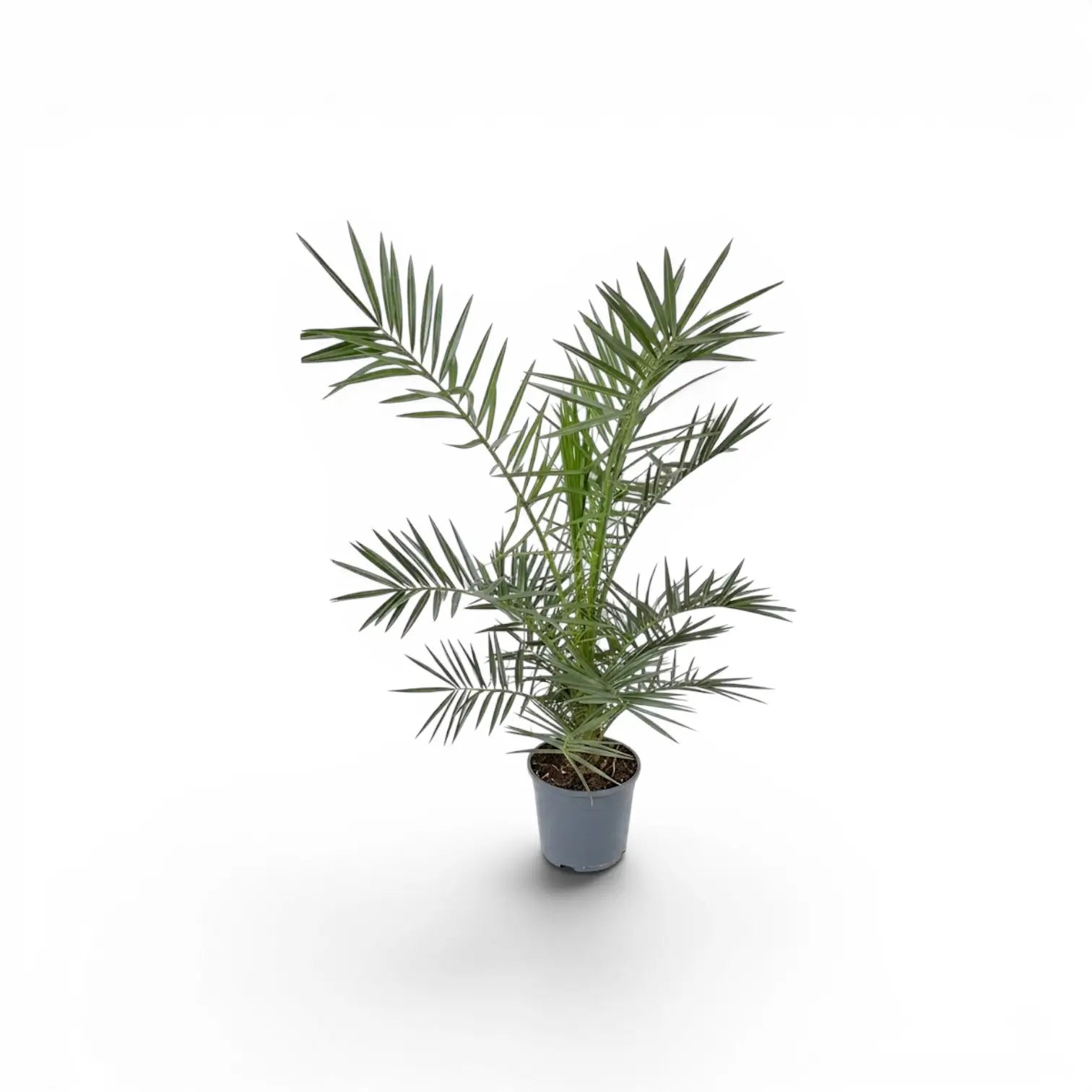 Phoenix canariensis, Kanarische Dattelpalme als kleine Pflanze im Kulturtopf.