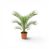 Phoenix canariensis, Kanarische Dattelpalme als kleine Pflanze im Kulturtopf.