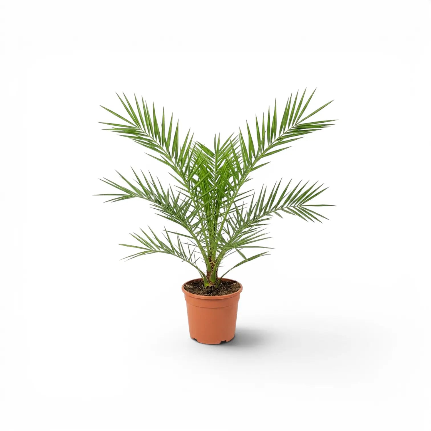 Phoenix canariensis, Kanarische Dattelpalme als kleine Pflanze im Kulturtopf.
