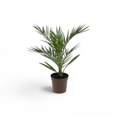 Phoenix canariensis, Kanarische Dattelpalme als kleine Pflanze im Kulturtopf.