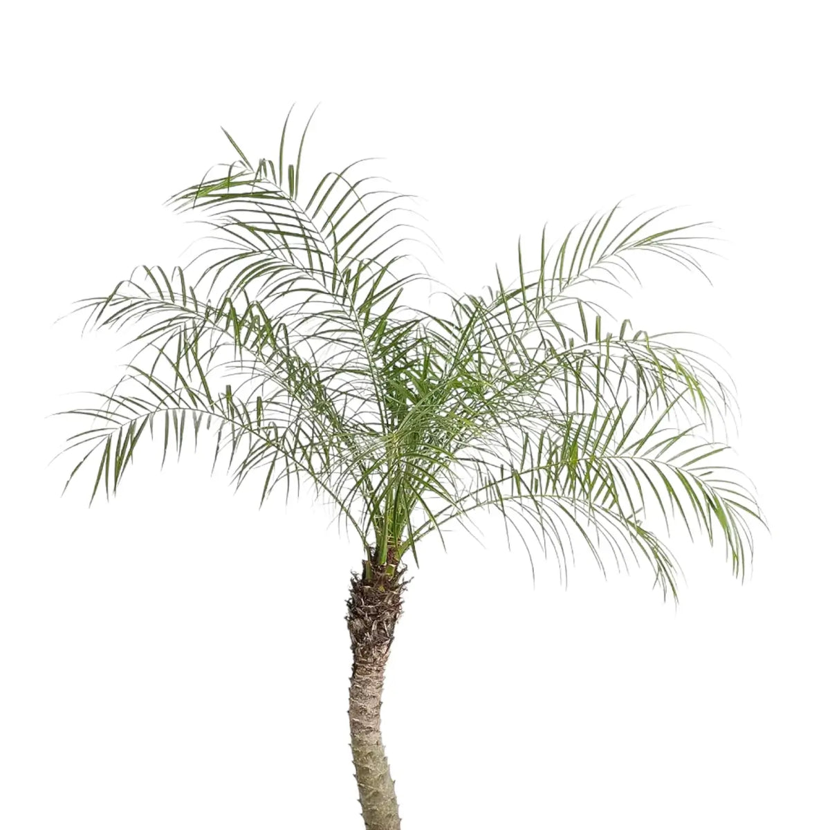 roebelenii palm toxic to cats Phoenix roebelenii – Foliage Factory
