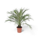 Phoenix roebelenii potted plant in nursery pot on white background.