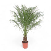 Phoenix roebelenii potted plant in nursery pot on white background.