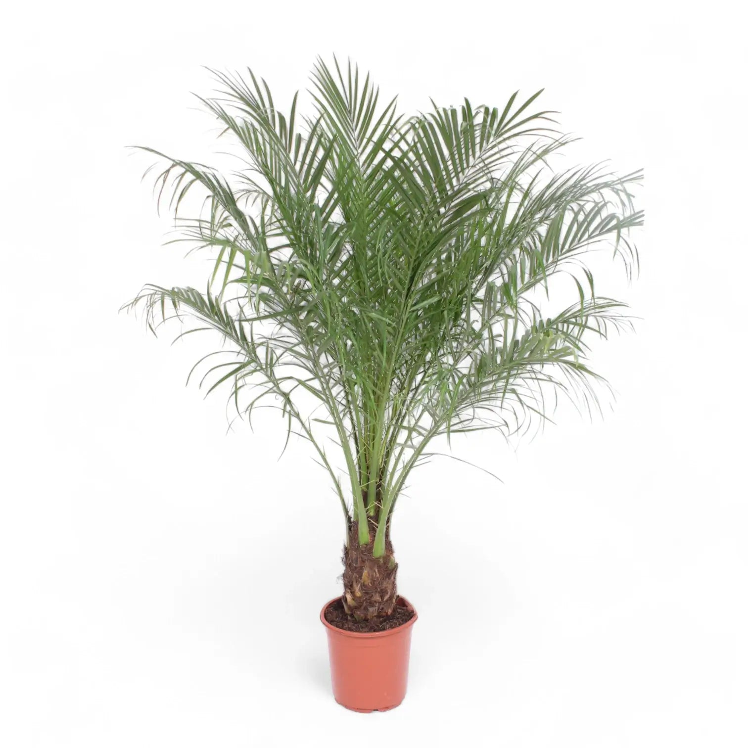 Phoenix roebelenii potted plant in nursery pot on white background.