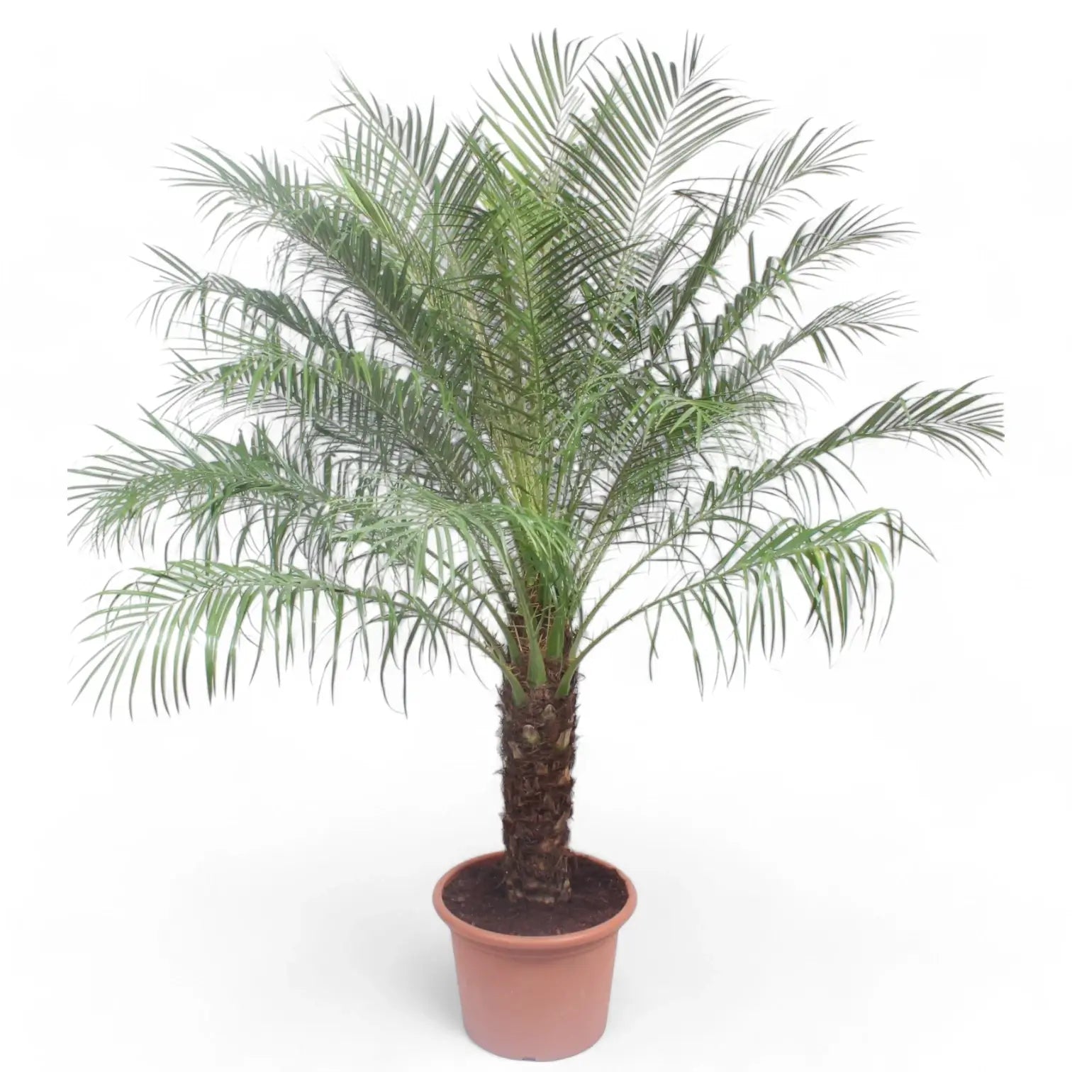 Phoenix roebelenii potted plant in nursery pot on white background.