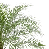 Close-up of arching Phoenix roebelenii fronds with rows of narrow, pointed green leaflets.