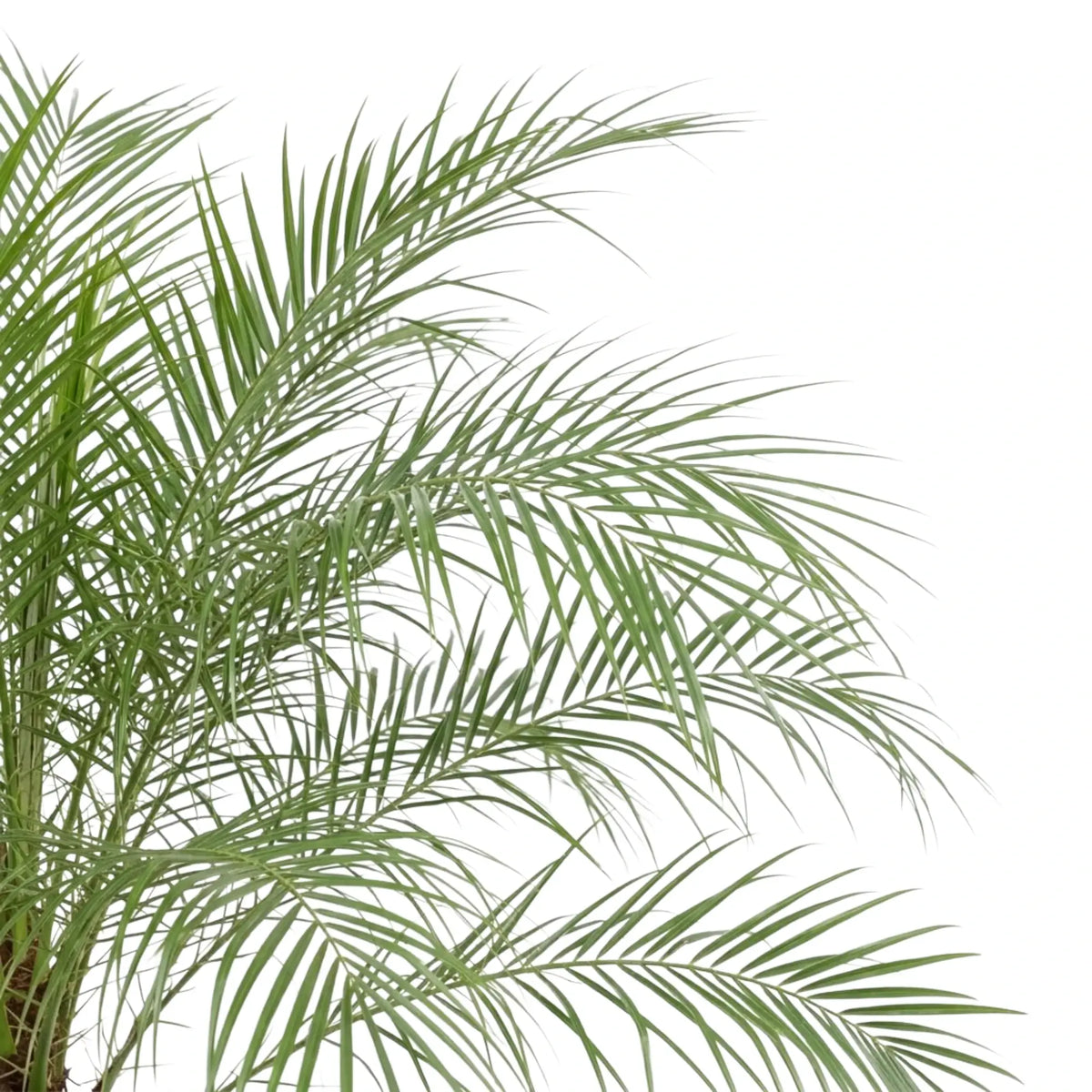 Close-up of arching Phoenix roebelenii fronds with rows of narrow, pointed green leaflets.