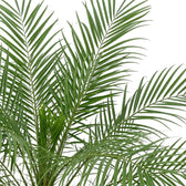 Upright Phoenix roebelenii fronds with evenly spaced, narrow green leaflets.