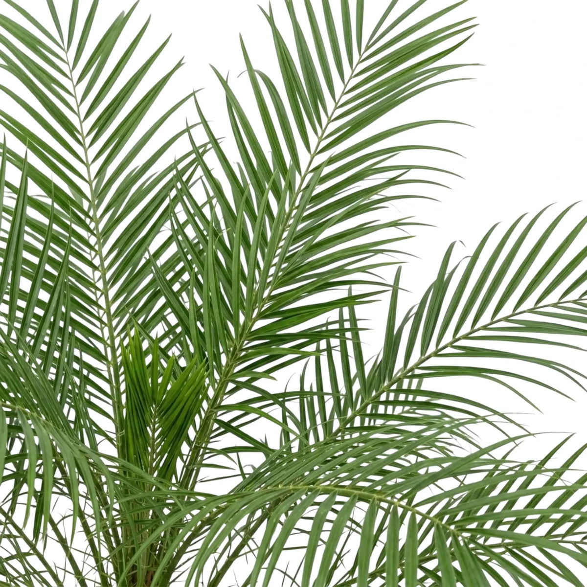 Upright Phoenix roebelenii fronds with evenly spaced, narrow green leaflets.