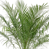 Close-up of the Phoenix roebelenii crown, with slender green fronds spreading upwards and outwards.