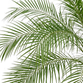 Overlapping, arching Phoenix roebelenii fronds with long, narrow green leaflets.