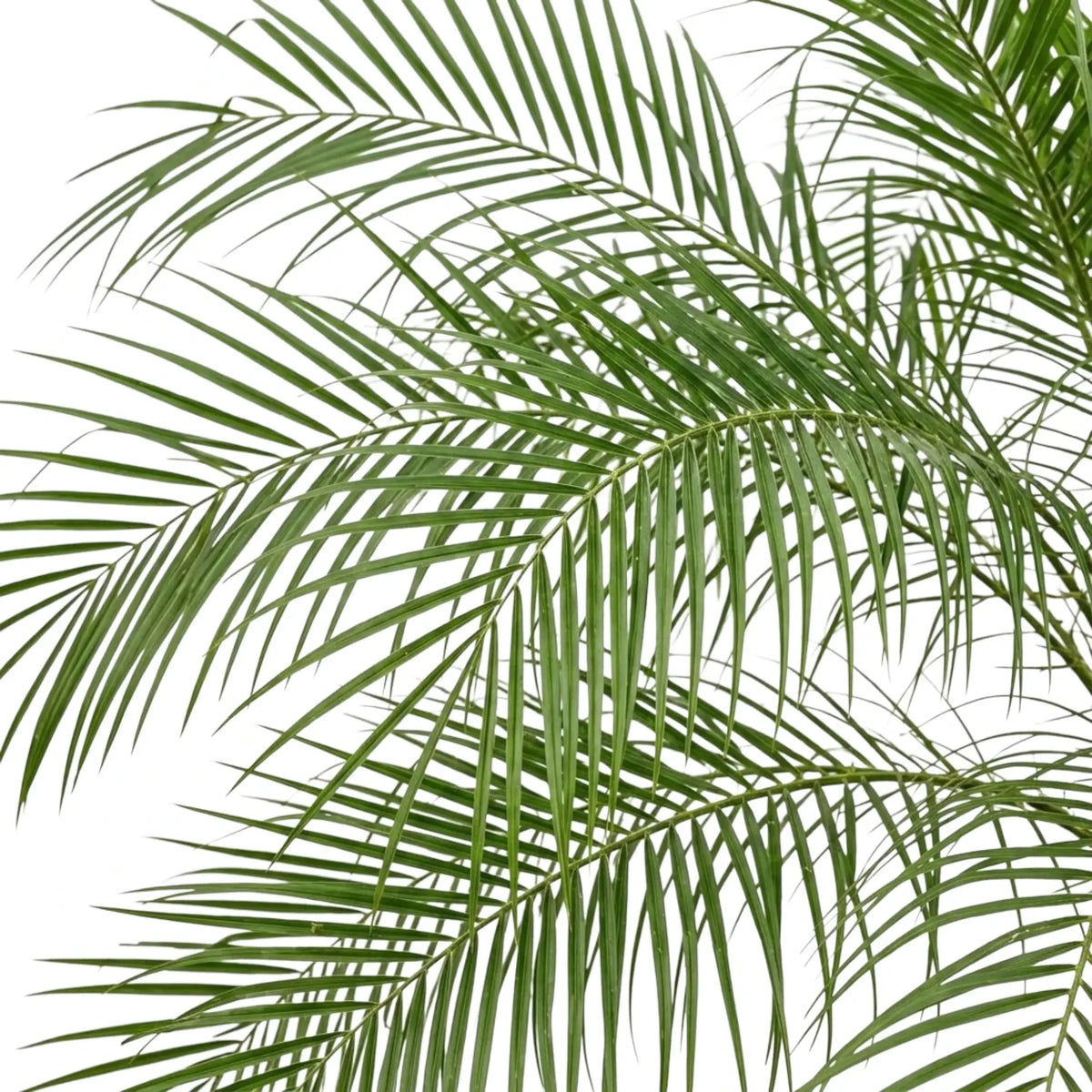 Overlapping, arching Phoenix roebelenii fronds with long, narrow green leaflets.