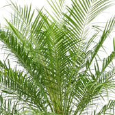 Dense upright Phoenix roebelenii fronds with narrow green leaflets and lighter green growth at the centre.