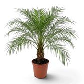Potted Phoenix roebelenii with dense feathery green fronds spreading from a short brown trunk.