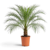 Phoenix roebelenii in a nursery pot, with layered arching fronds and a short, rough brown trunk.