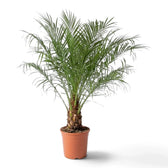 Phoenix roebelenii with upright feathery green fronds and a short, rough trunk in a nursery pot.