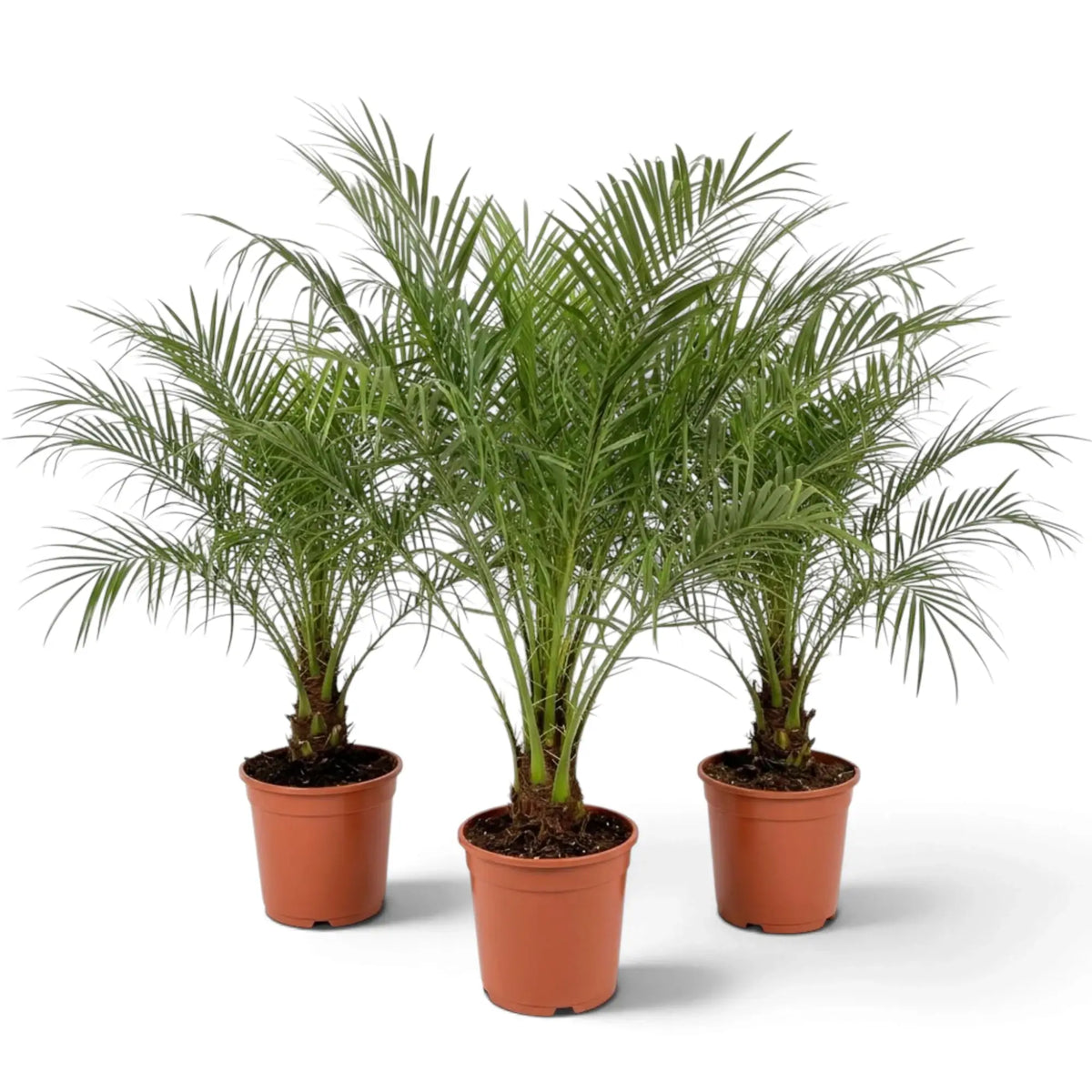 Three potted Phoenix roebelenii palms with feathery green fronds and short textured trunks.