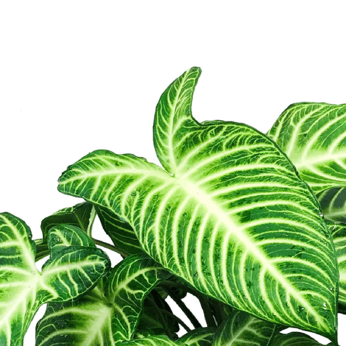 philodendron lindenii Phyllotaenium lindenii – Bold White-Veined Foliage Aroid