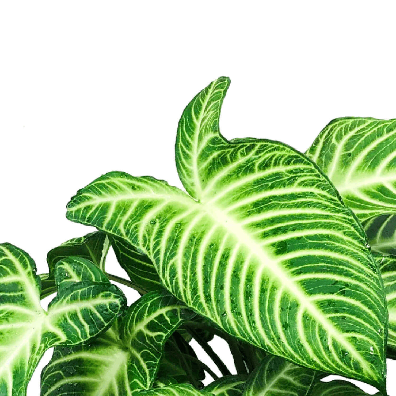 Phyllotaenium lindenii (aka Xanthosoma lindenii) leaf close-up on white background.