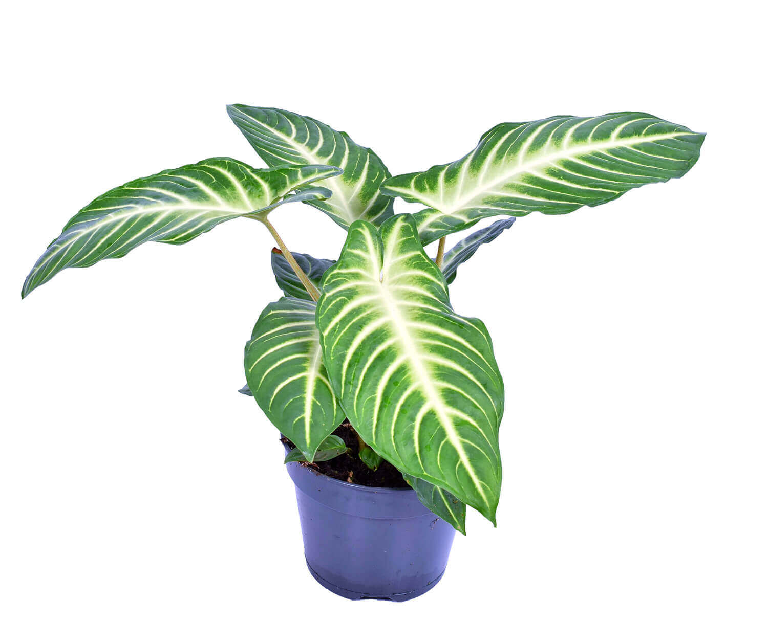 Phyllotaenium lindenii (aka Xanthosoma lindenii) potted plant in nursery pot on white background.