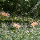 Phytoseiulus persimilis - against Spider Mites on white background.