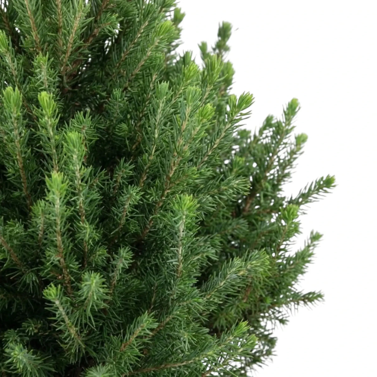 Picea glauca 'December' spruce with dense dark green needles on upright shoots