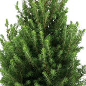 Close view of compact green needle-covered branches of Picea glauca 'December'