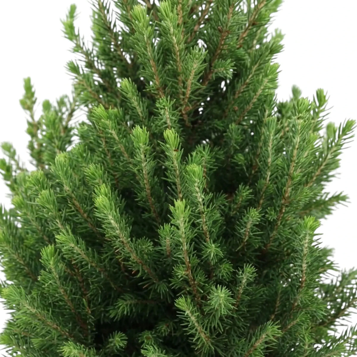 Close view of compact green needle-covered branches of Picea glauca 'December'