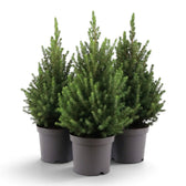Three medium Picea glauca 'December' spruce trees with compact conical crowns