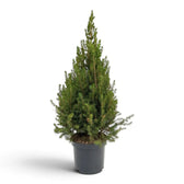 Picea glauca 'December' spruce with a narrow conical outline in a dark pot