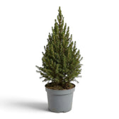 Upright Picea glauca 'December' with dense green needles in a light grey pot