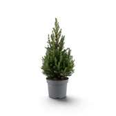 Small Picea glauca 'December' spruce tree in a dark grey nursery pot
