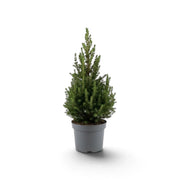 Small Picea glauca 'December' spruce tree in a dark grey nursery pot