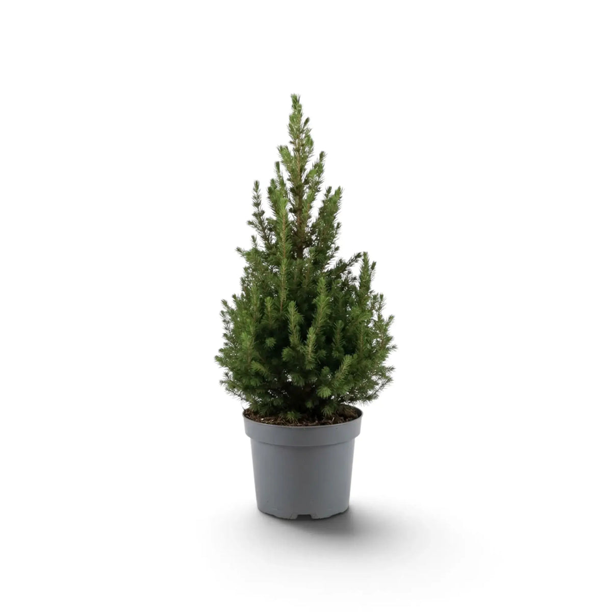 Small Picea glauca 'December' spruce tree in a dark grey nursery pot