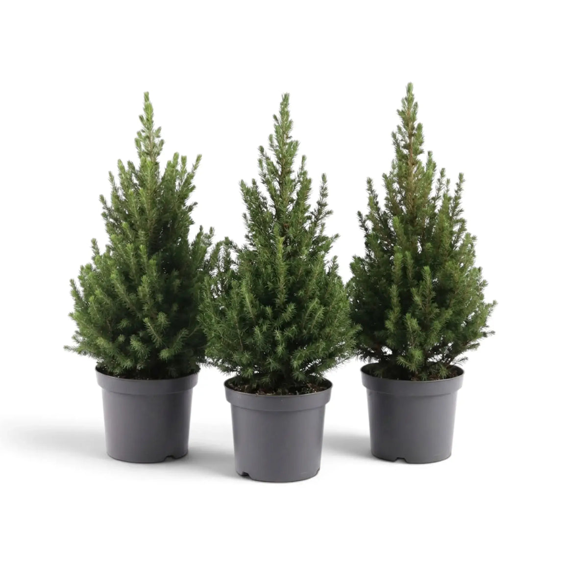 Three small Picea glauca 'December' spruce plants in grey nursery pots